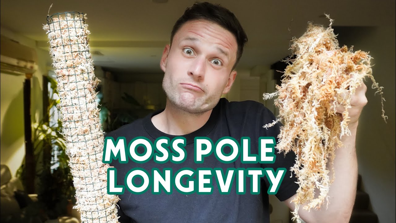 HOW LONG DOES A MOSS POLE LAST ? - let's talk long-term use of a Moss Pole