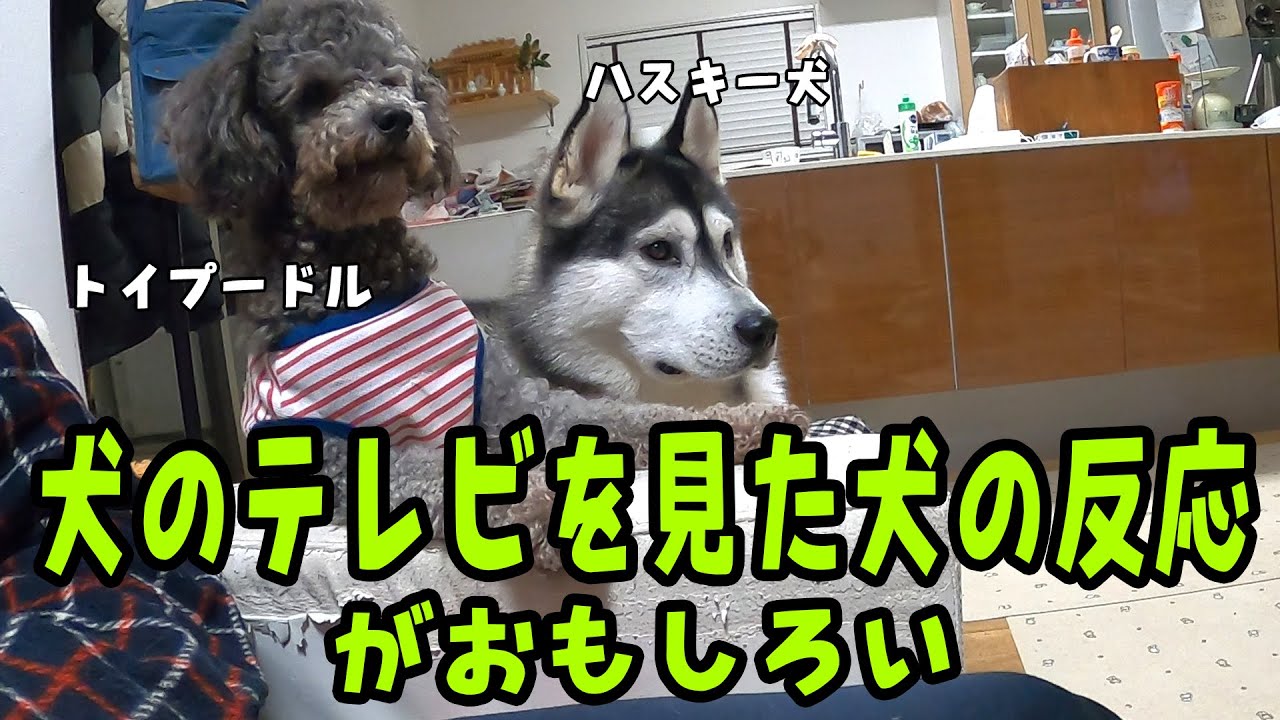 犬のテレビを見たハスキー犬とトイプードルが可愛い Husky and Poodle