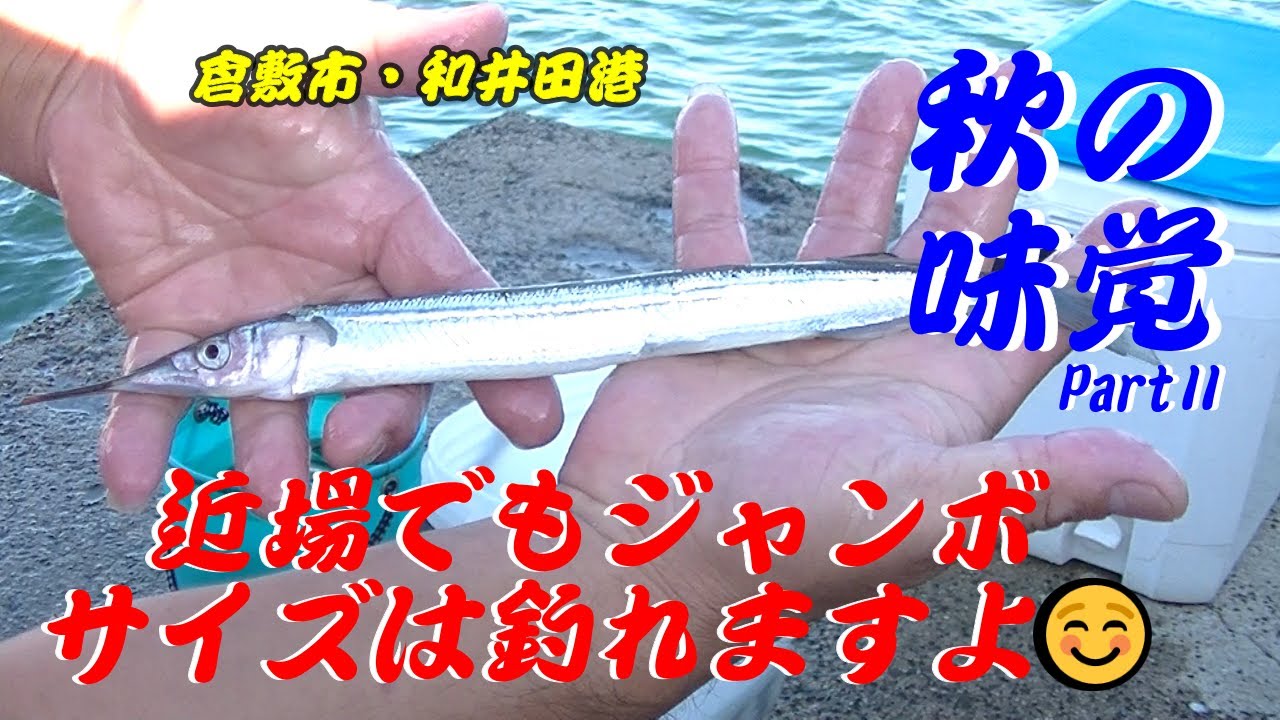 倉敷市・和井田港　サヨリの唐揚げが食べたくて毎年恒例の場所で爆釣しました☺