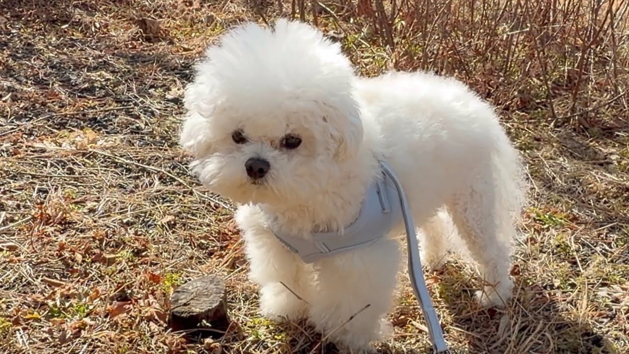 봄냄새가 난다 킁킁🐾 | 강아지와 함께하는 평화로운 일상
