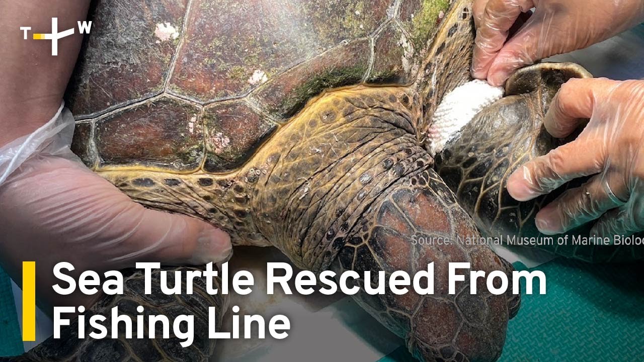 Sea Turtle Entangled in Discarded Fishing Line Rescued | TaiwanPlus News