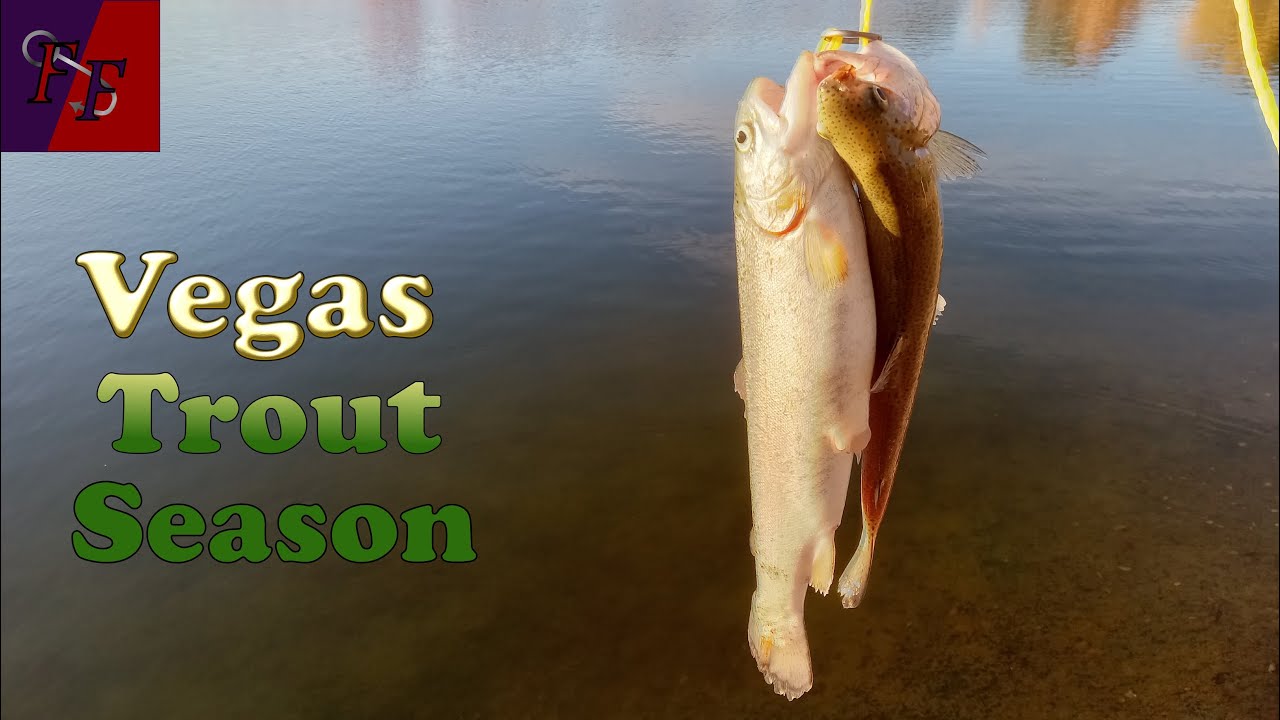 Las Vegas Trout Season Started