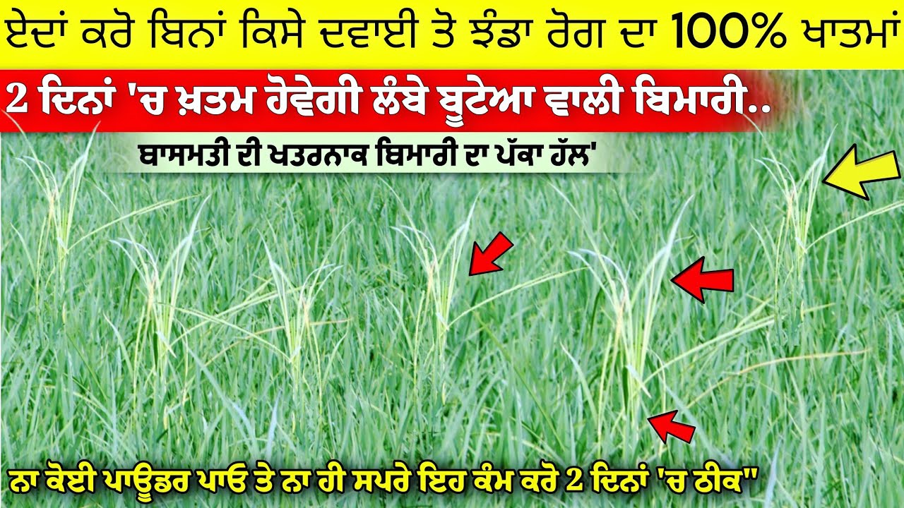 ਝੰਡਾ ਰੋਗ ਏਦਾਂ ਕਰੋ ਬਿਨਾ ਫੰਗਸਾਇਡ ਤੋ ਸਿਰਫ 2 ਦਿਨਾਂ 'ਚ ਖ਼ਤਮ • dhan me jhanda rog ki dawa