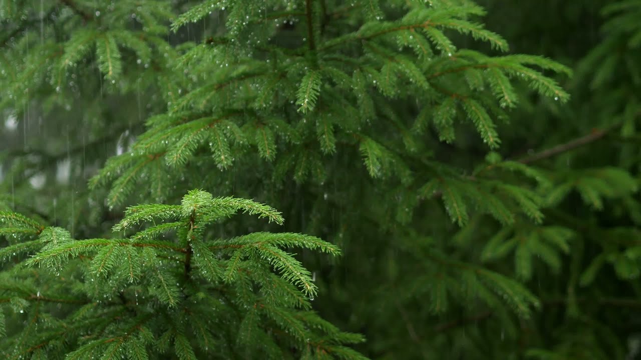 1 Hour Rain Sounds in a Pine Forest | Relaxing Nature Sounds for Sleep 🌧️🌲