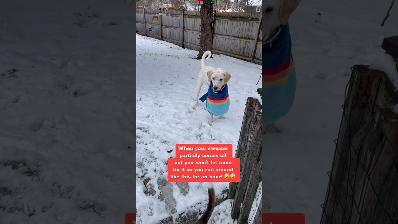 Silly Great Pyrenees coonhound having fun in the snow