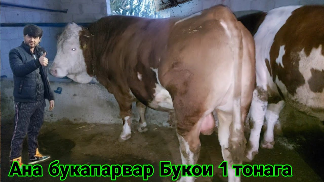 ФЕРМА И НАВ БУКА ПАРВАРИ ТАРЗИ ДОДАНИ ХУРОК ЯК РУЗА РАСХОД ВА ФОИДА БУКОИ ПАРОДА тел 111 11 57 80