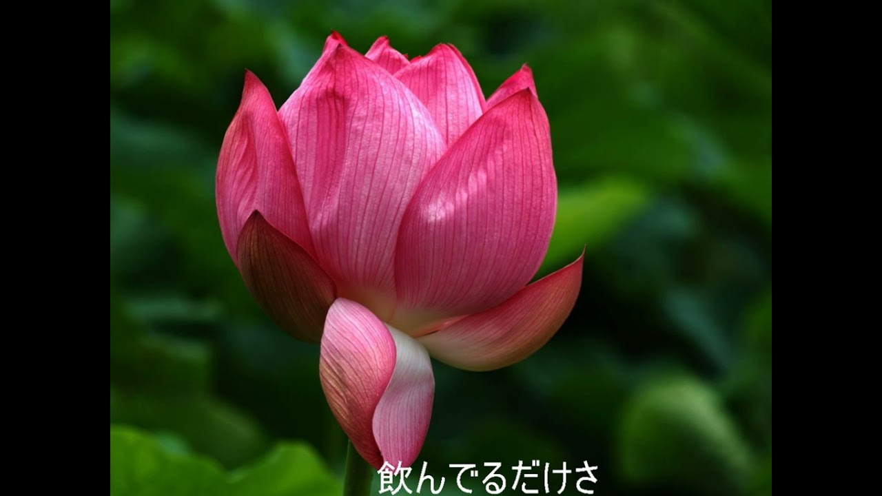 夜がわらっている（昭和３３年）織井茂子