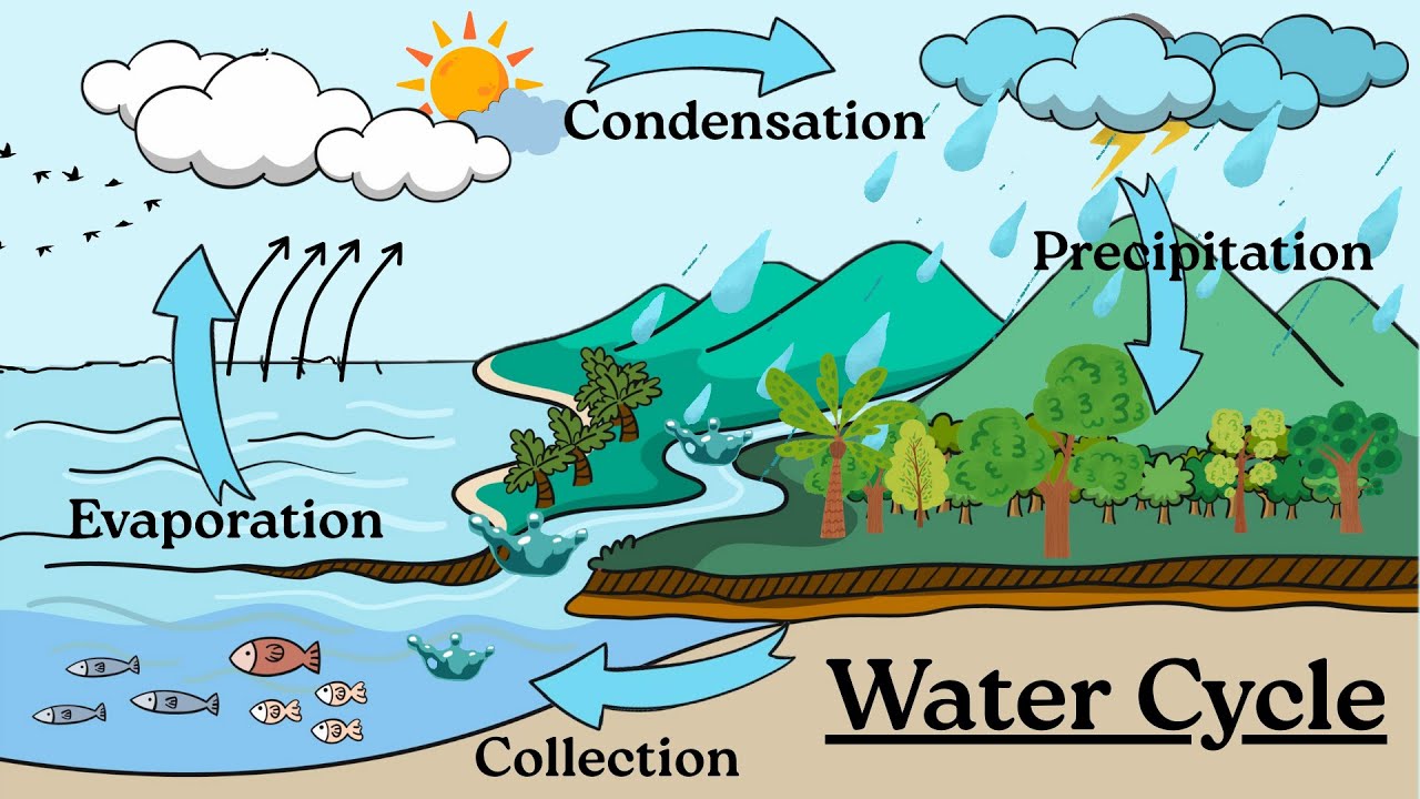 The Water Cycle And Four Main Steps /#watercycleforkids,#watercycleandfourmainsteps,#watercycle