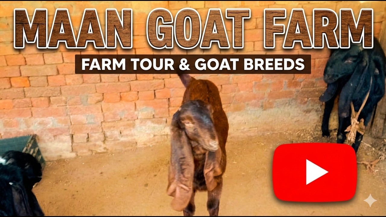 ਮਾਨ ਬੱਕਰੀ ਫਾਰਮ ਦਾ ਨਿੱਕਾ ਜਿਹਾ ਟੂਰ/Goat Farming vlog 🐐