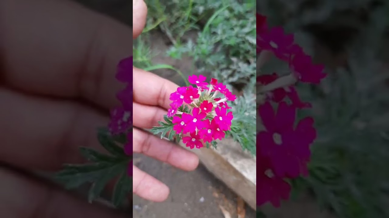 النباتات التي تتحمل حرارة الجو صيفا واشعة الشمس المباشرة،الفرق بين الفل البلدي والفل الشامي(الرازقي)