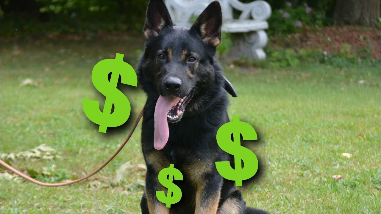 How to sell high value Protection Dogs