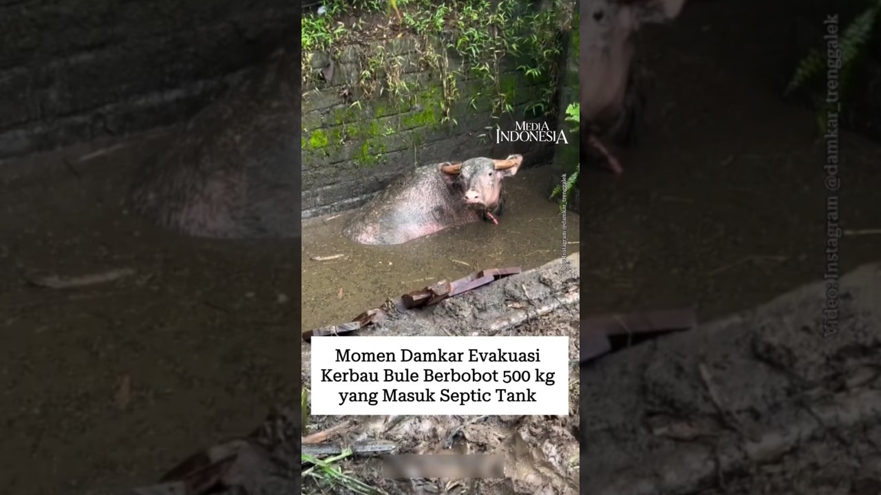 Momen Damkar Evakuasi Kerbau Bule Berbobot 500 kg yang Masuk Septic Tank
