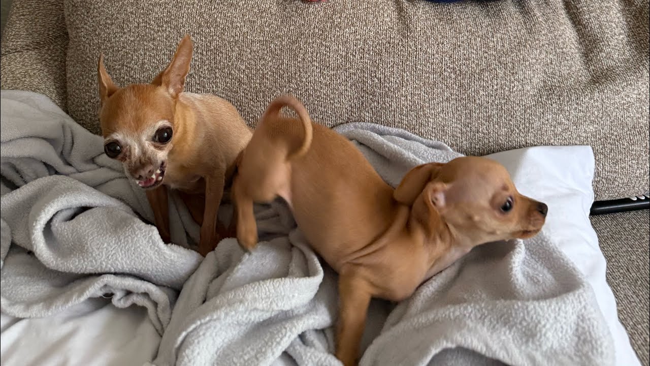 VLOG DO SEGUNDO DIA DE TETÊ, POTUCA E JUDITH