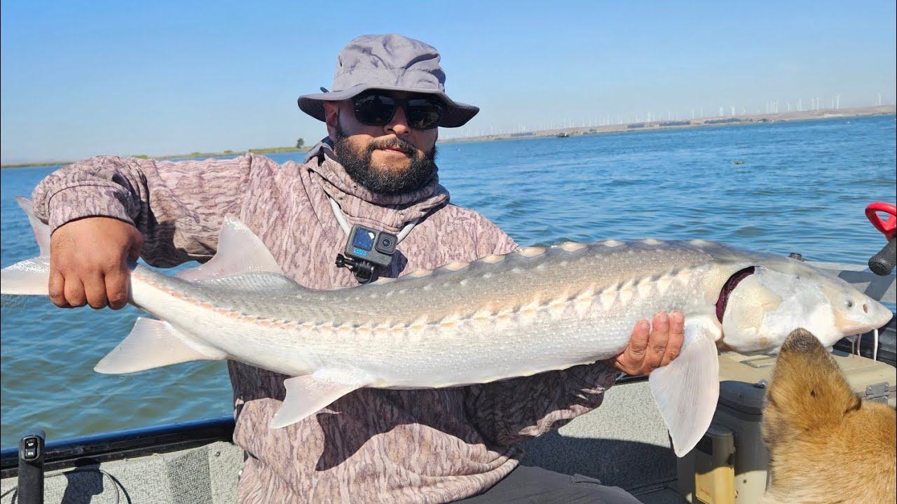 Delta Sturgeon Fishing | Pittsburg CA This Dino jumped 