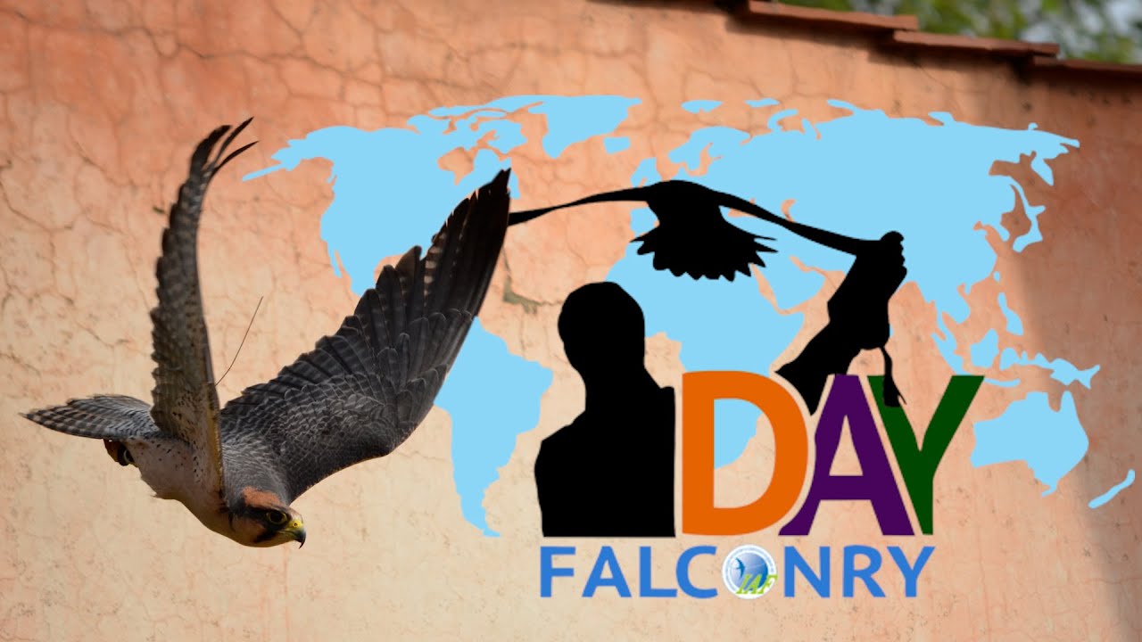 The South African Falconry Association wishes you a happy World Falconry Day! 16 November 2022