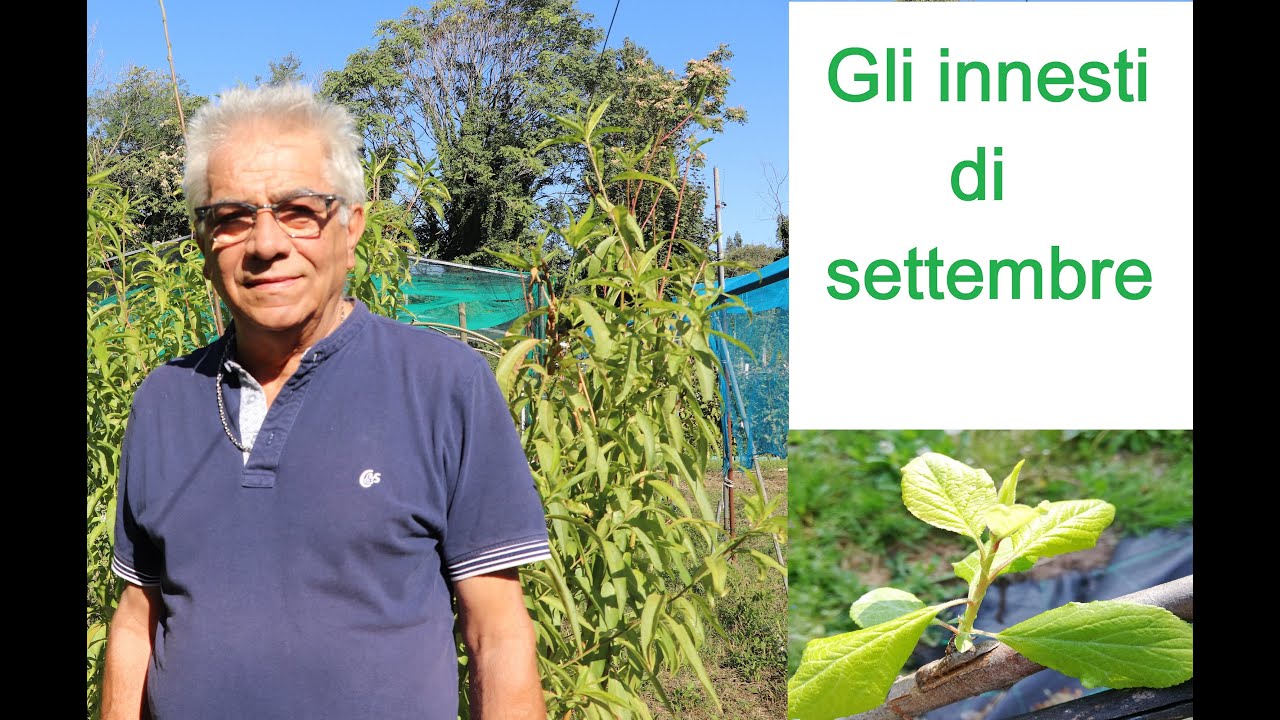 Gli innesti di settembre