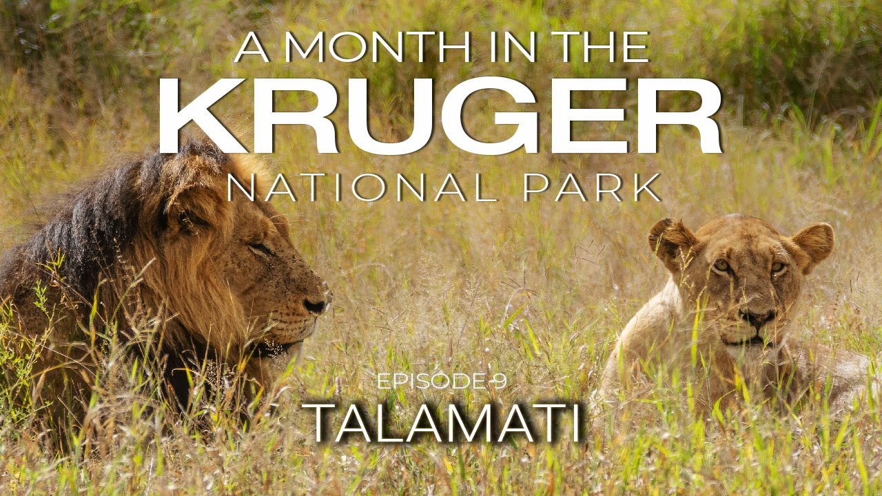 A MONTH in the KRUGER - TALAMATI BUSHWELD CAMP (Episode 9)