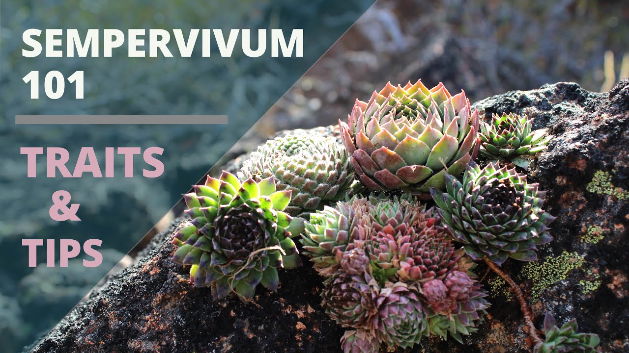 Суккуленты Sempervivum (куры и цыплята) – советы по уходу и особенности