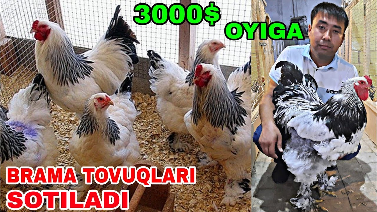 UY SHAROITIDA BRAMA TOVUQLARI BOQISH BIZNESI | БРАМА ТОВУКЛАРИ
