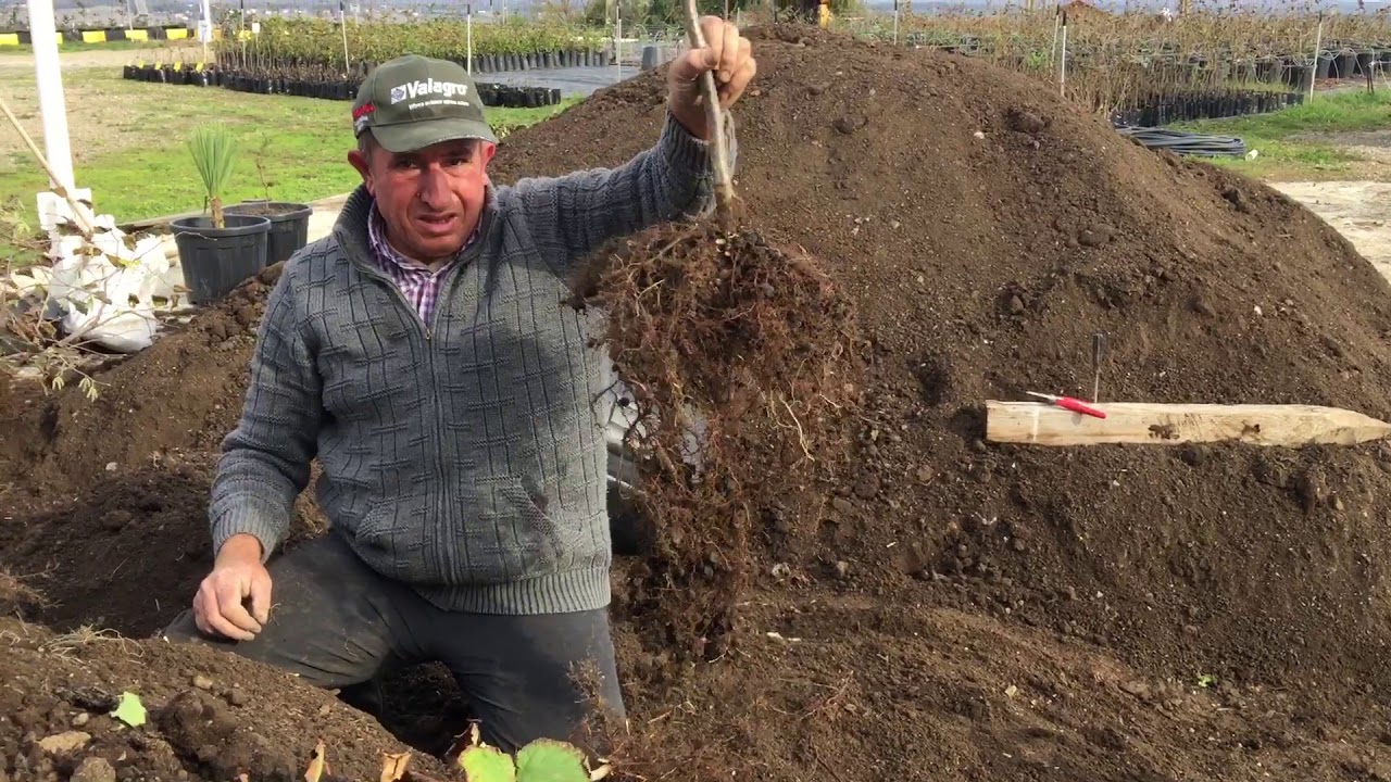 Tarım - Fındık Çiftliği 2017/05