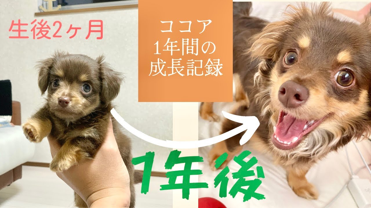 【成長記録】チワックス子犬から成犬になるまでの1年間