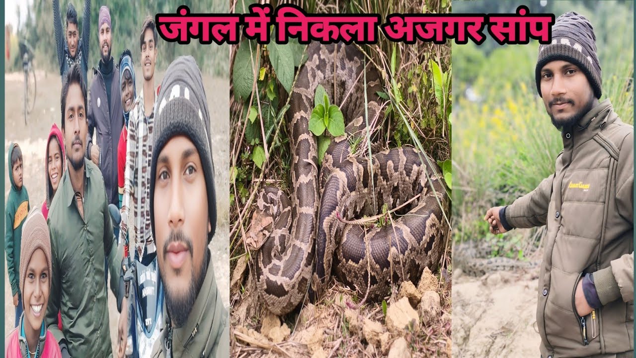 जंगल में निकला अजगर सांप