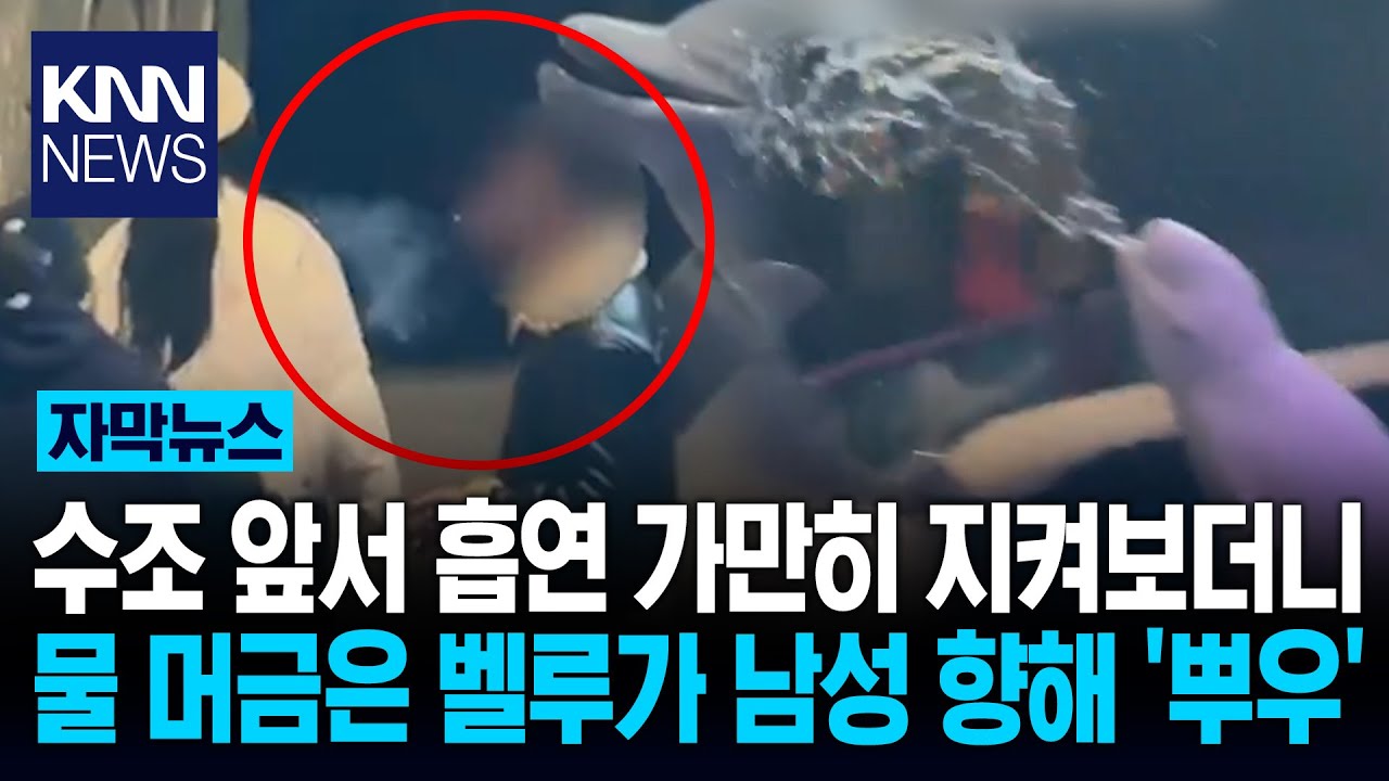 계속된 제지에도 '흡연'하더니 수족관 벨루가 한 방에 해결 '통쾌'/ KNN