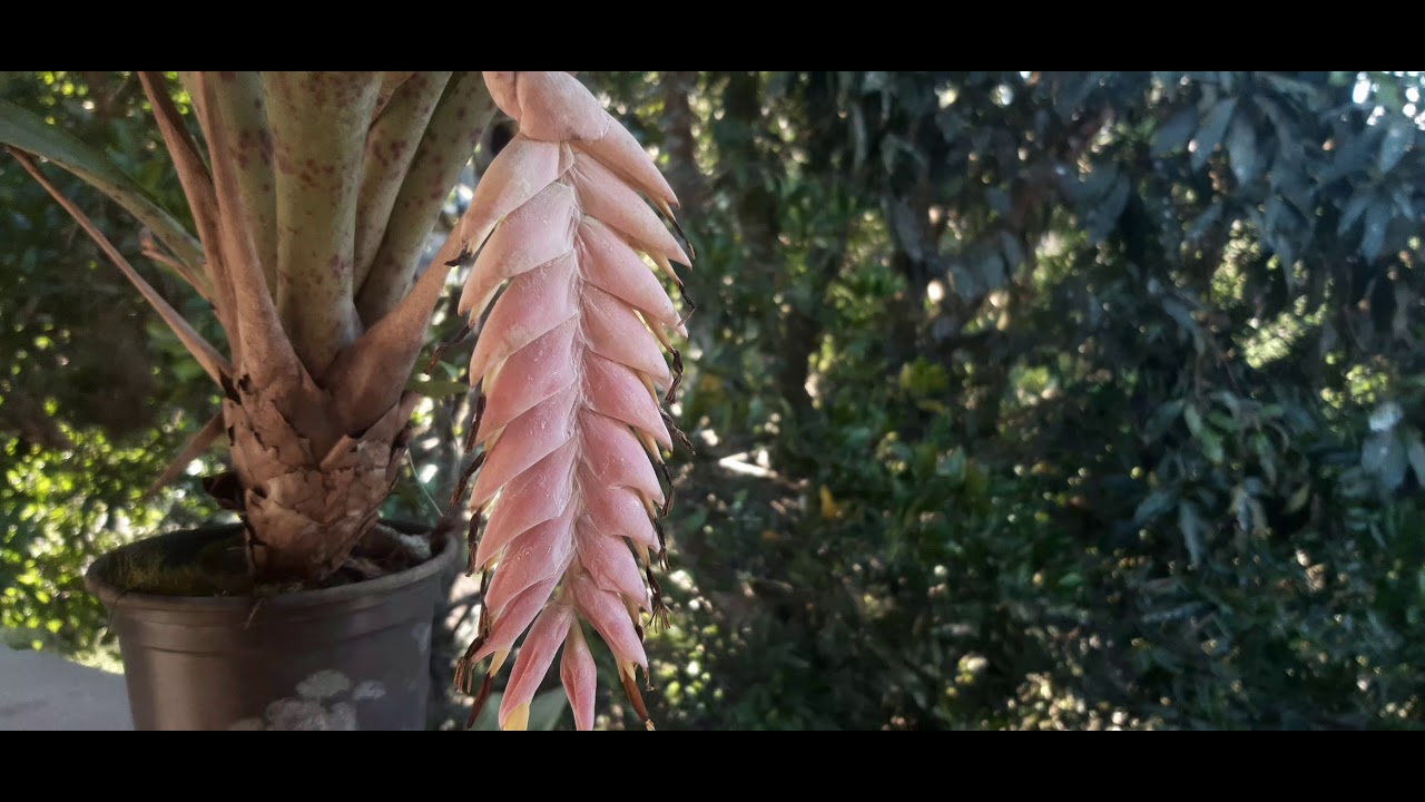 Vriesea pardalina.