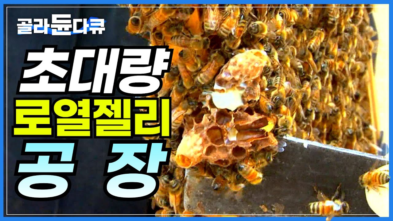 1KG에 100만원도 거뜬! 귀한 '로열젤리' 대량 생산하는 과정│최고의 양봉업자 수십명이 밤낮 없이 달려들어야 가능한 극한의 현장│극한직업│#골라듄다큐