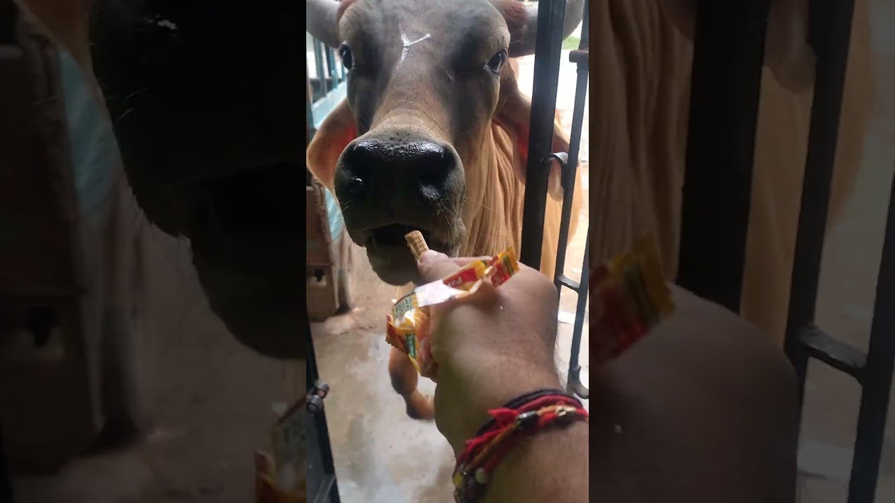 Feed mother cow her favourite biscuits#gauseva#gausevak#gauprem#gaupremi#cowvideos
