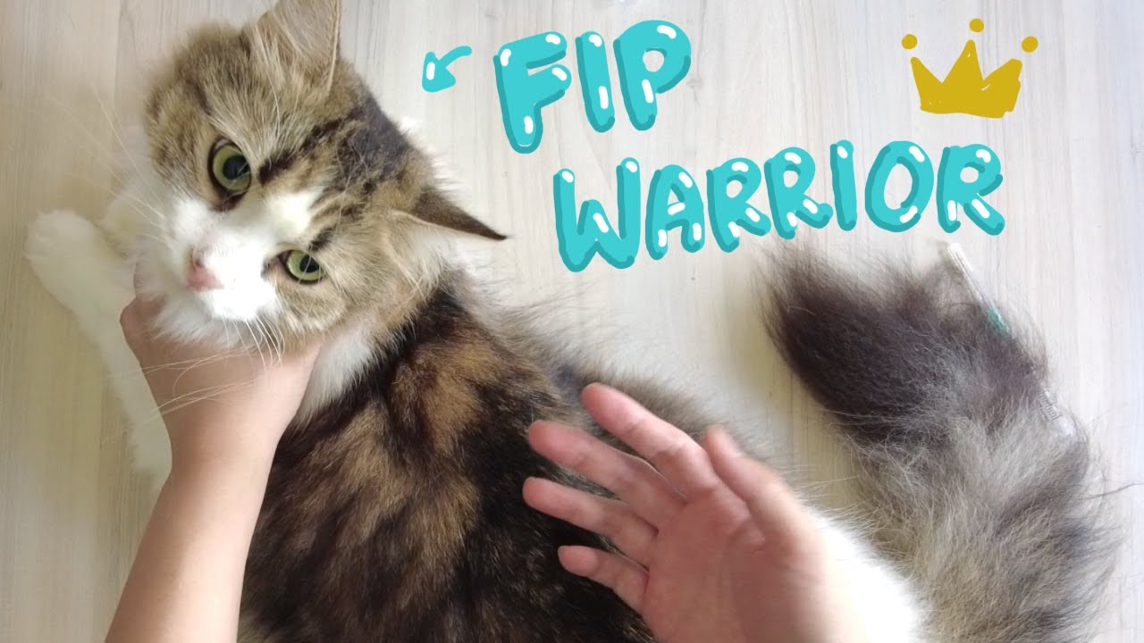 How to inject FIP cat with GS441524 | Feline Infectious Peritonitis (FIP)
