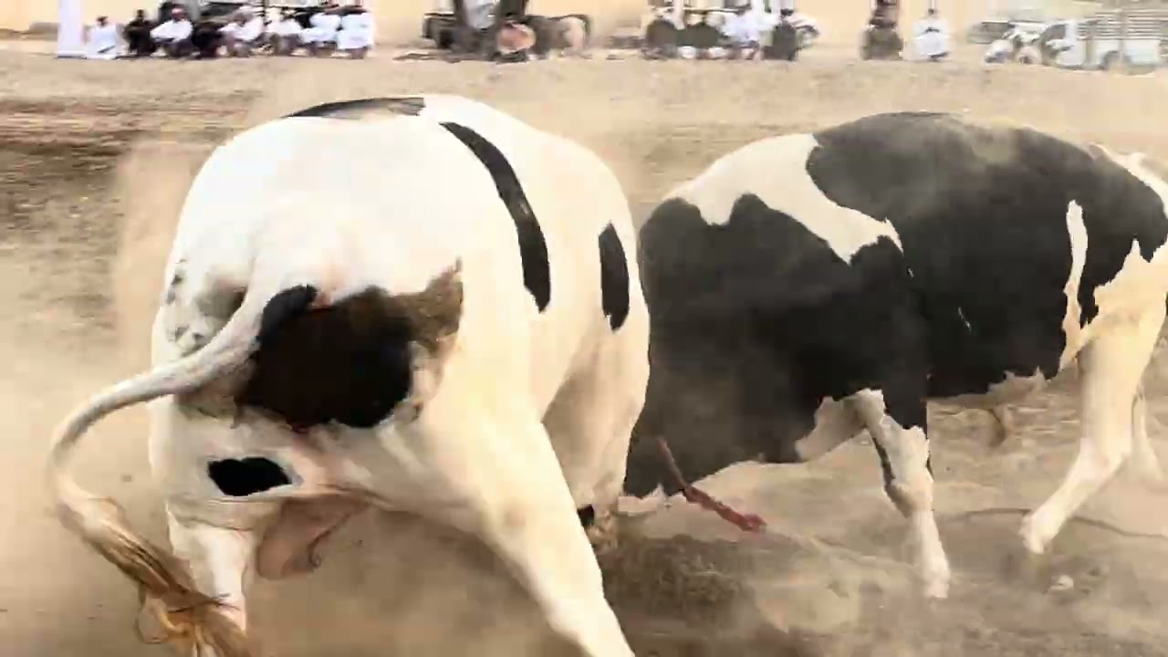 سراب & تراحيب