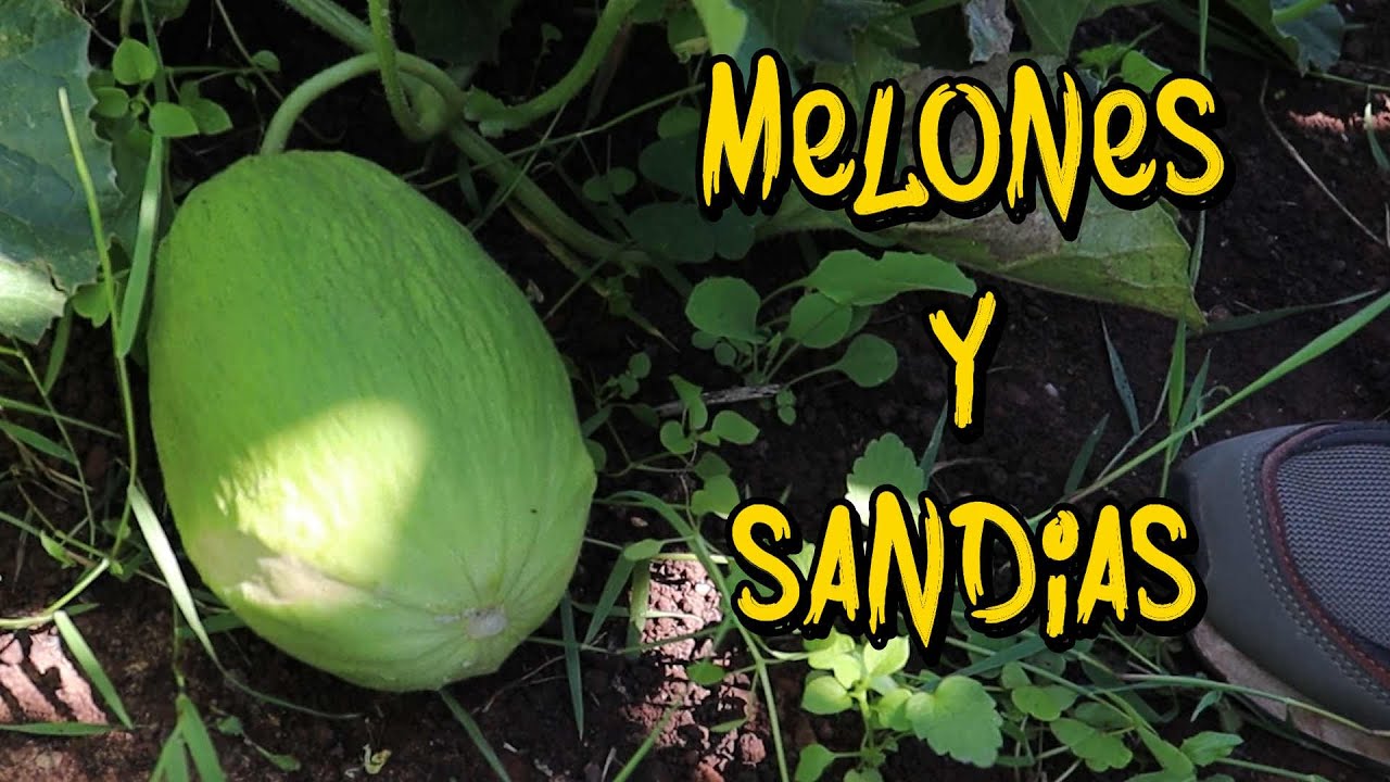 Cultivo de melones y sandias