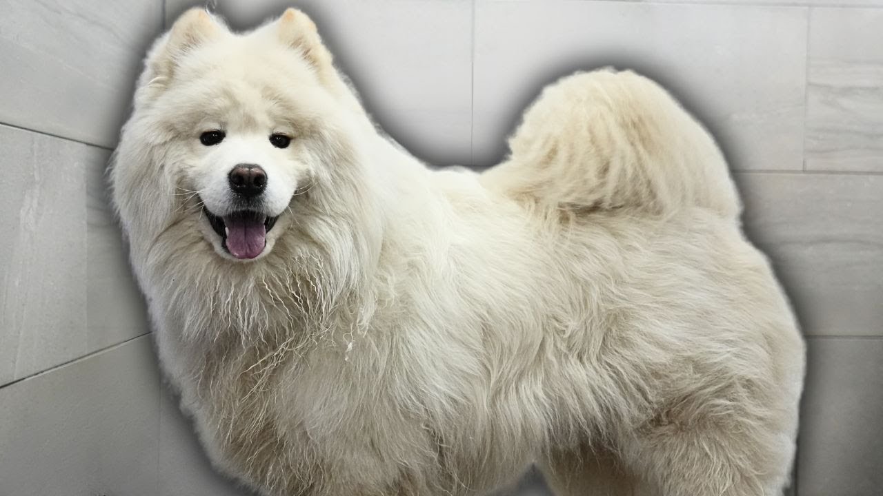 Samoyed dog hardly survives his grooming appointment