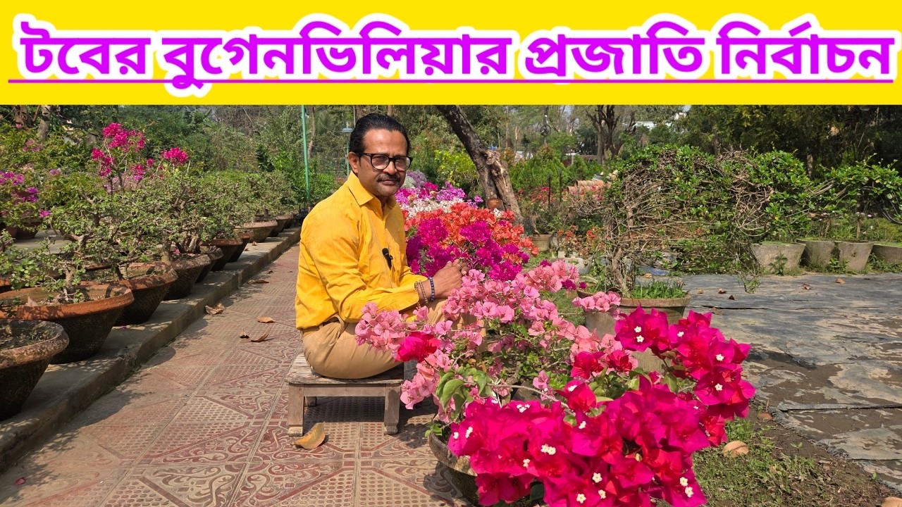 টবের বুগেনভিলিয়ার প্রজাতি নির্বাচন||Bougainvillea Variety Selections In Pot||