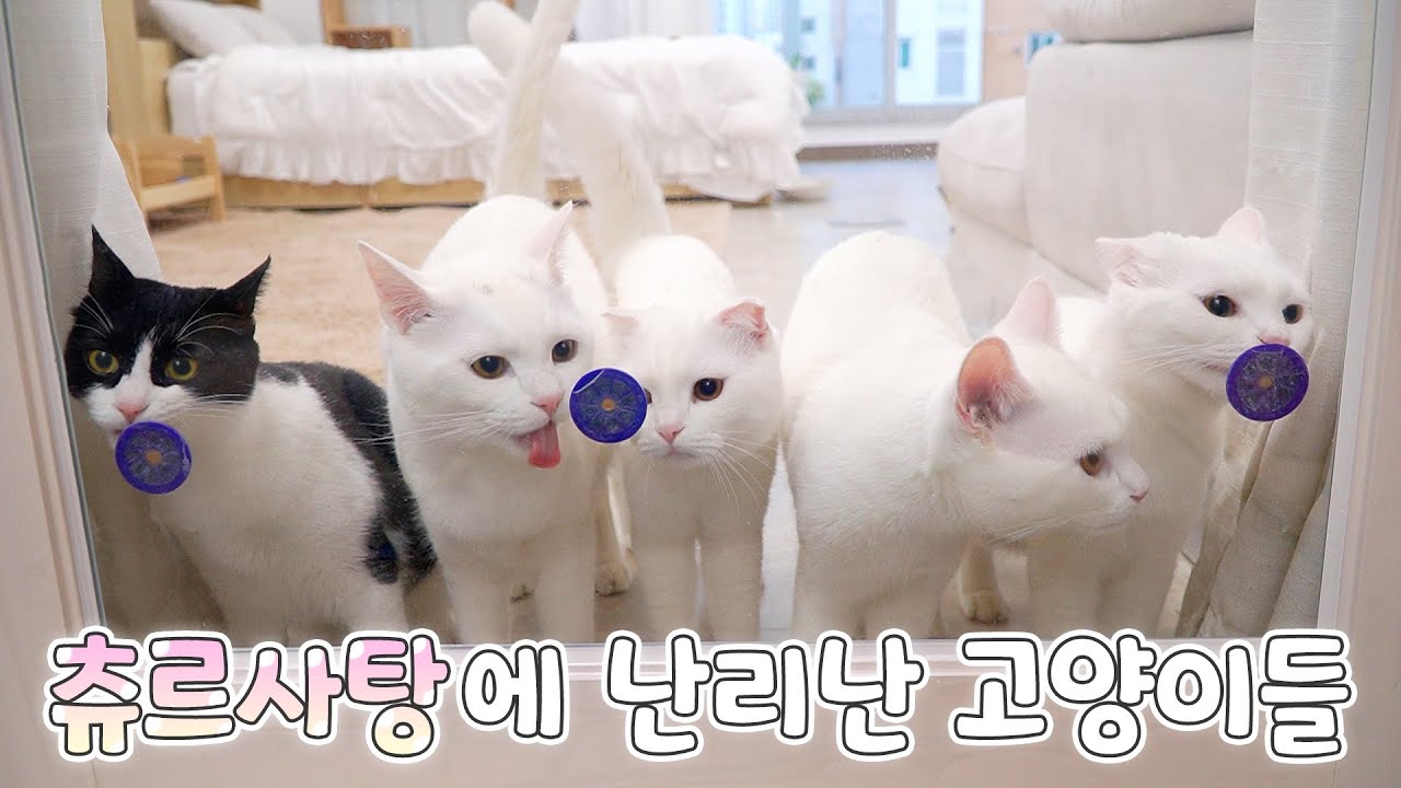 넘 귀여워요! 츄르사탕 먹으려고 몰려든 고양이들 | 고양이산책