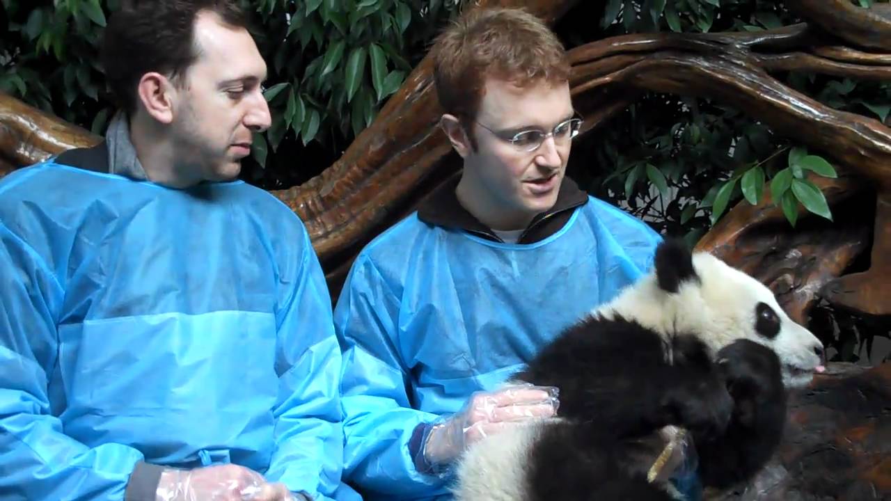Holding a Baby Panda