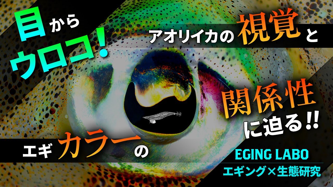 【エギングラボ】VOL.2 アオリイカ視覚とエギのカラーの関係性に迫る！！