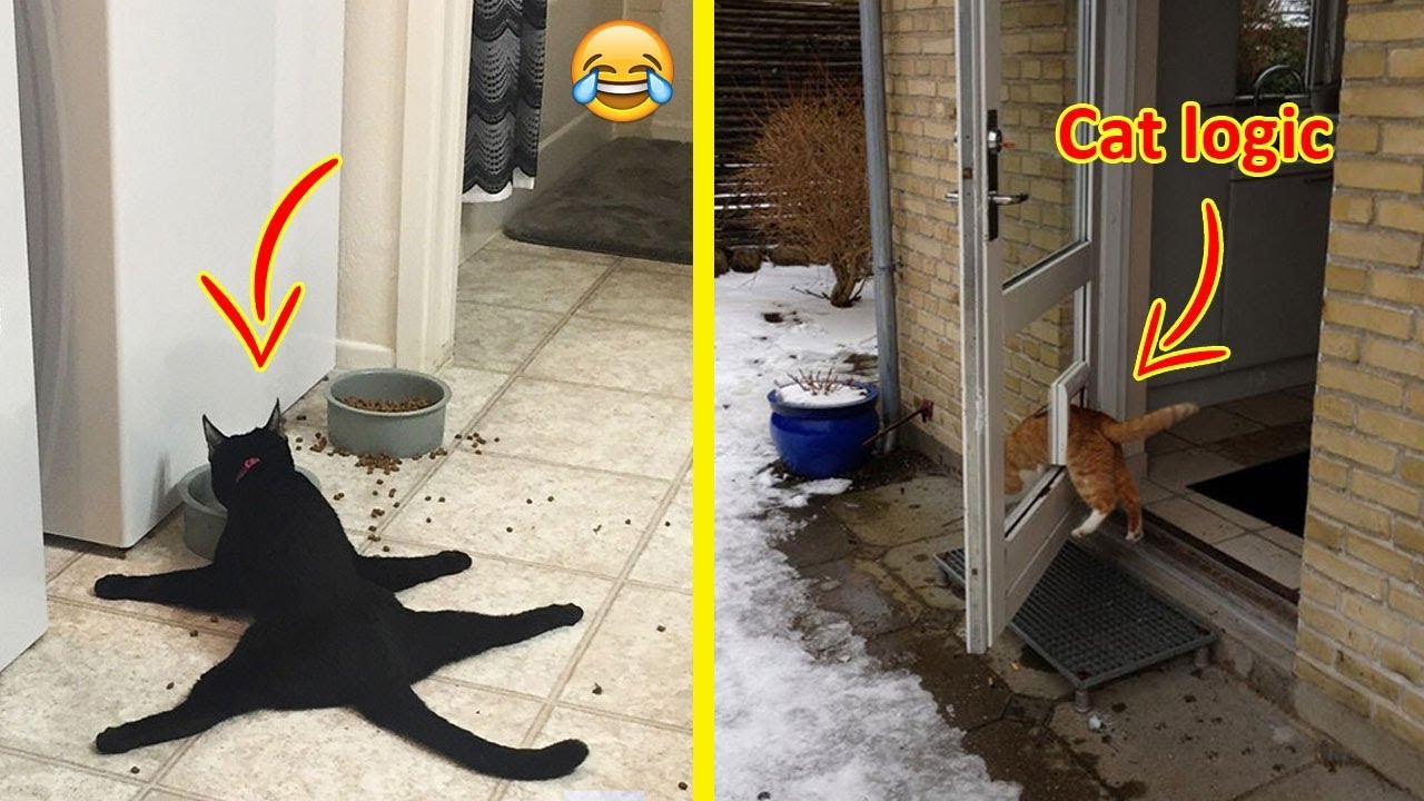Hilarious Examples Of Cat Logic 😂