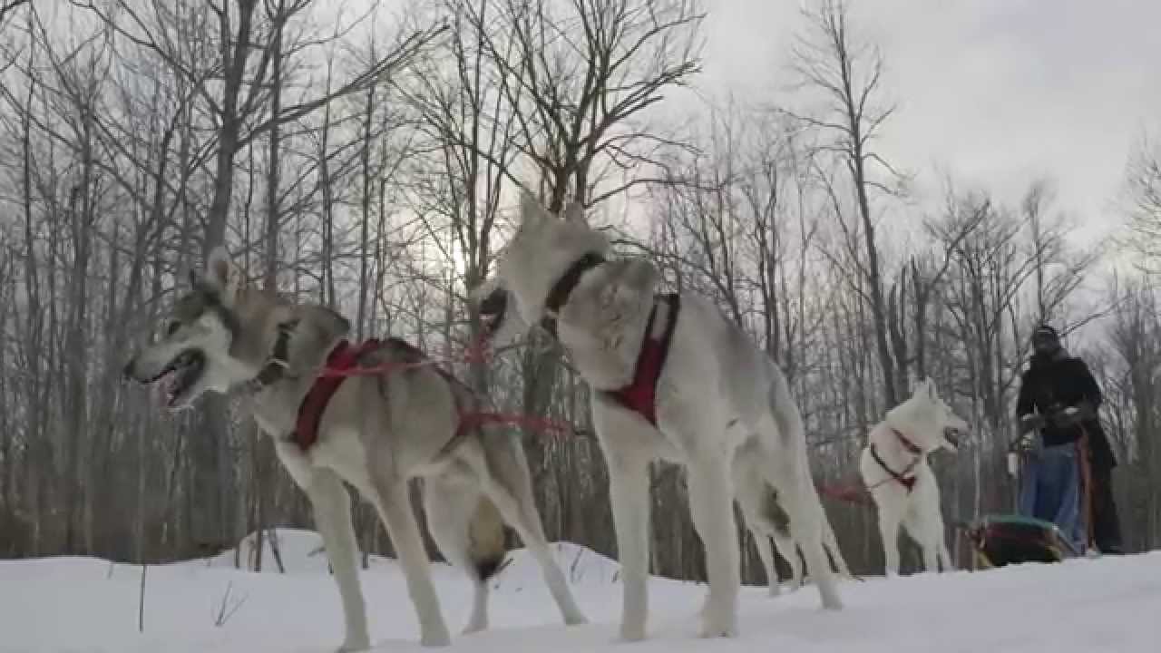 Dog-Sledding in Bayfield | Behind-the-Scenes
