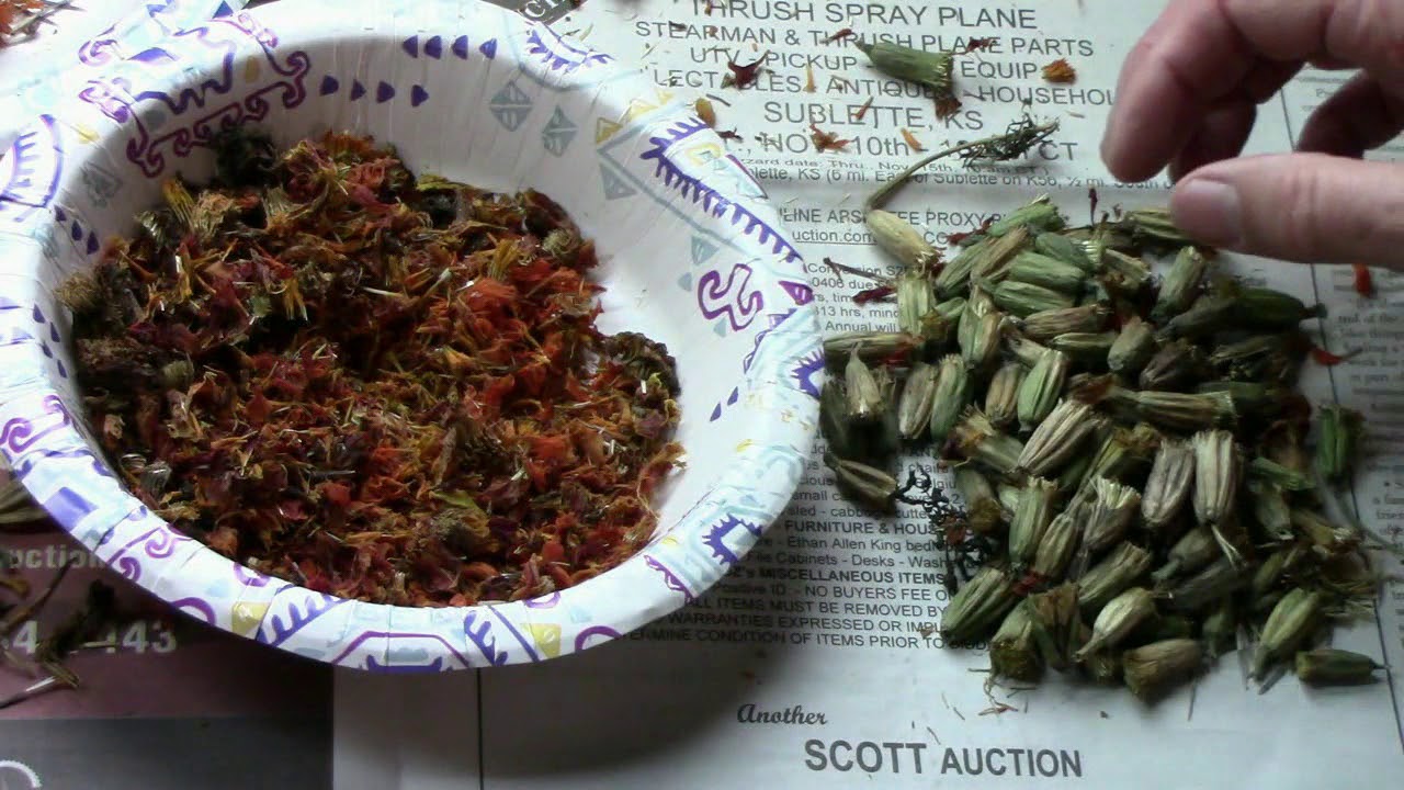 How I Save Marigold Seeds - Separate the Flower Pedals From The Seeds