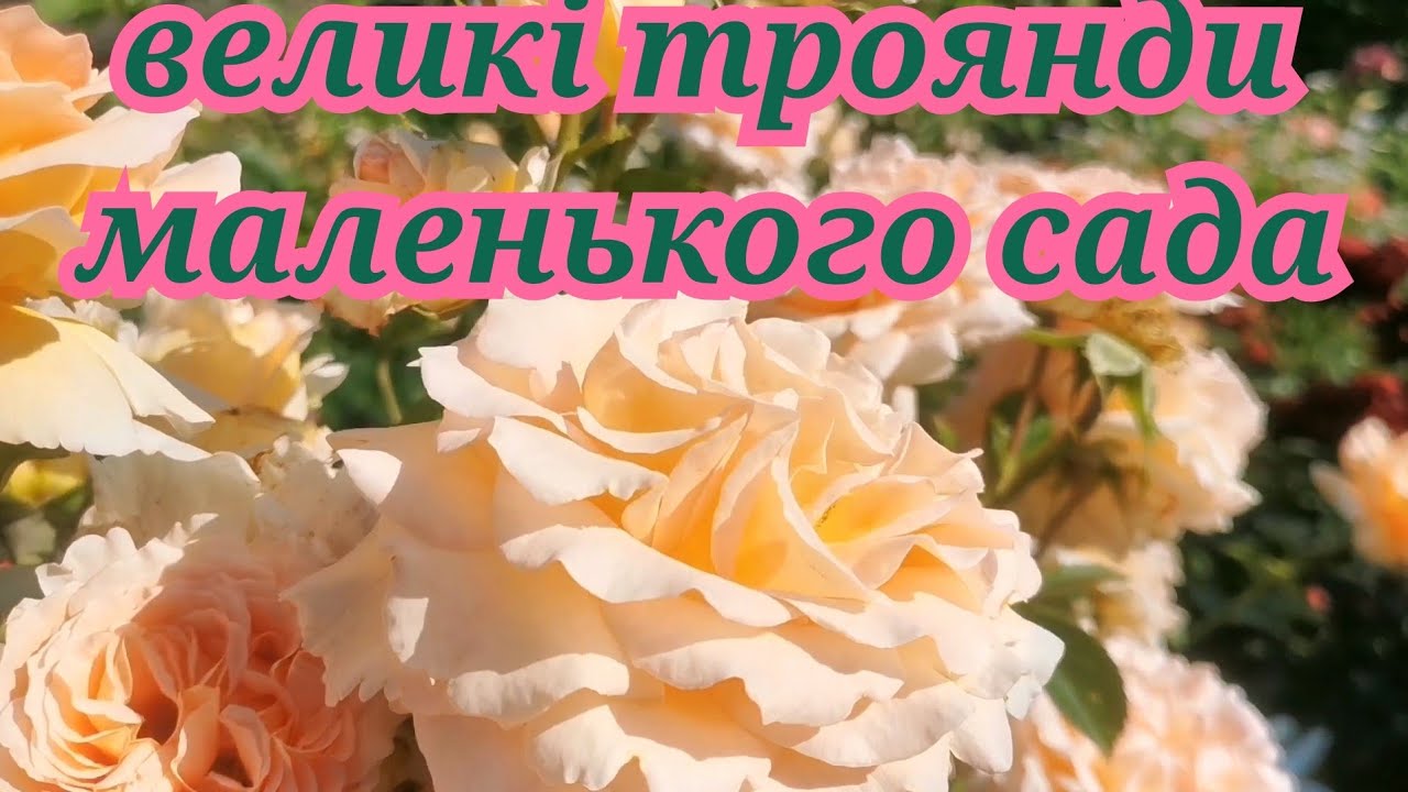 Плетисті троянди мого саду🌹Шукаю 