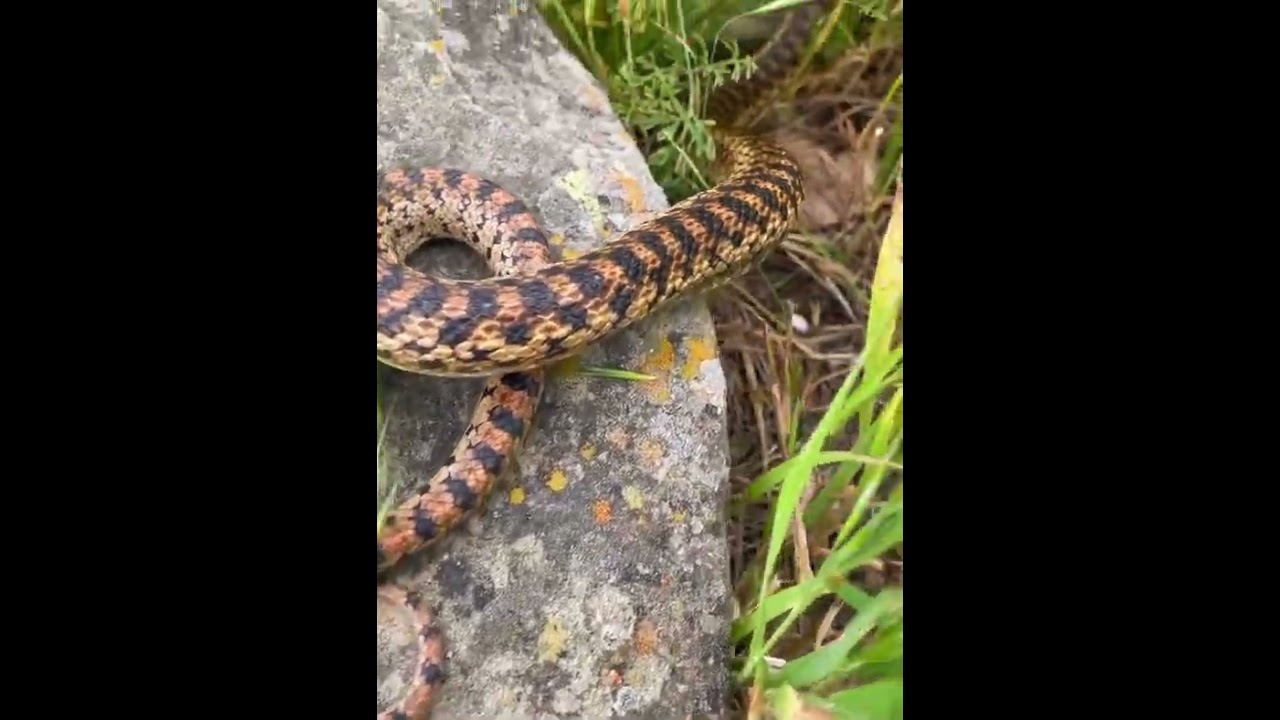 33 Large Adult Gopher Snake i released #gopher #gophersnake #socal #snake #herp #herping #visualsofl