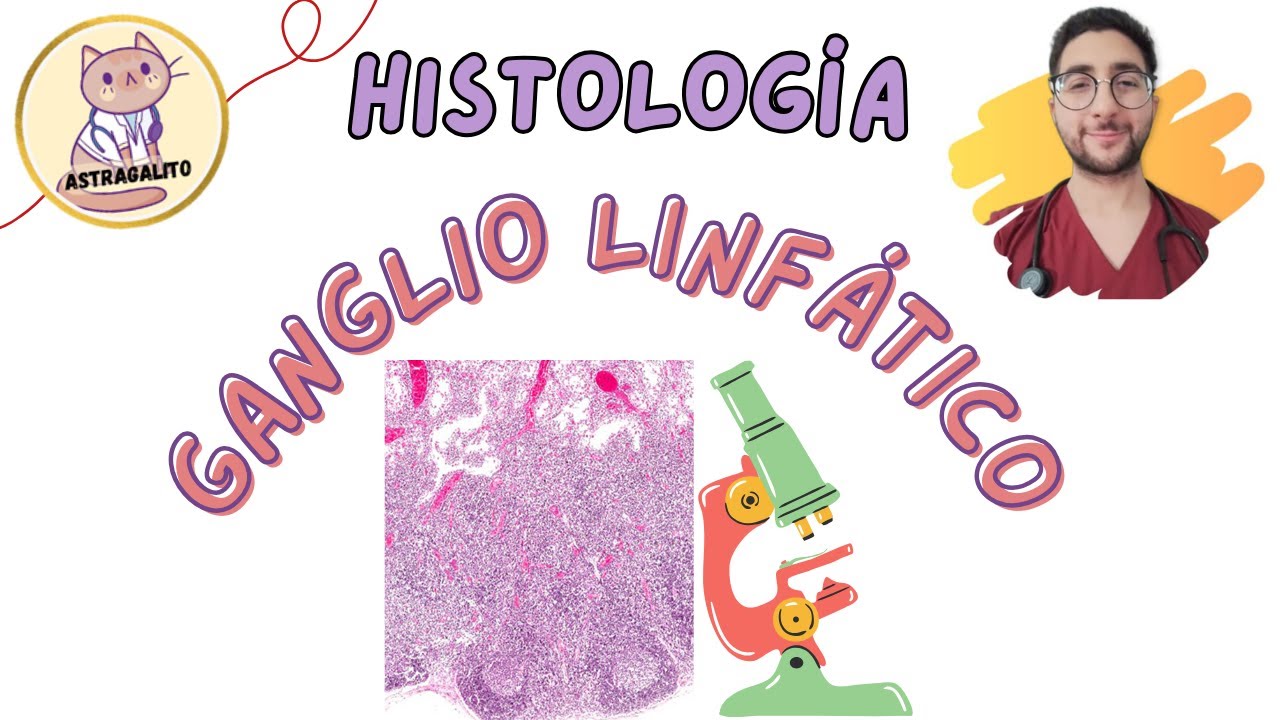 GANGLIO LINFÁTICO |  HISTOLOGÍA - UBA