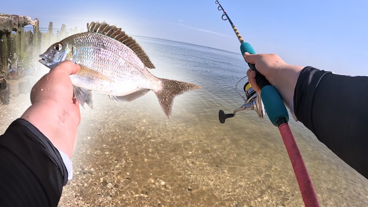 FISHING for PORGIES From the Beach North Shore Long Island