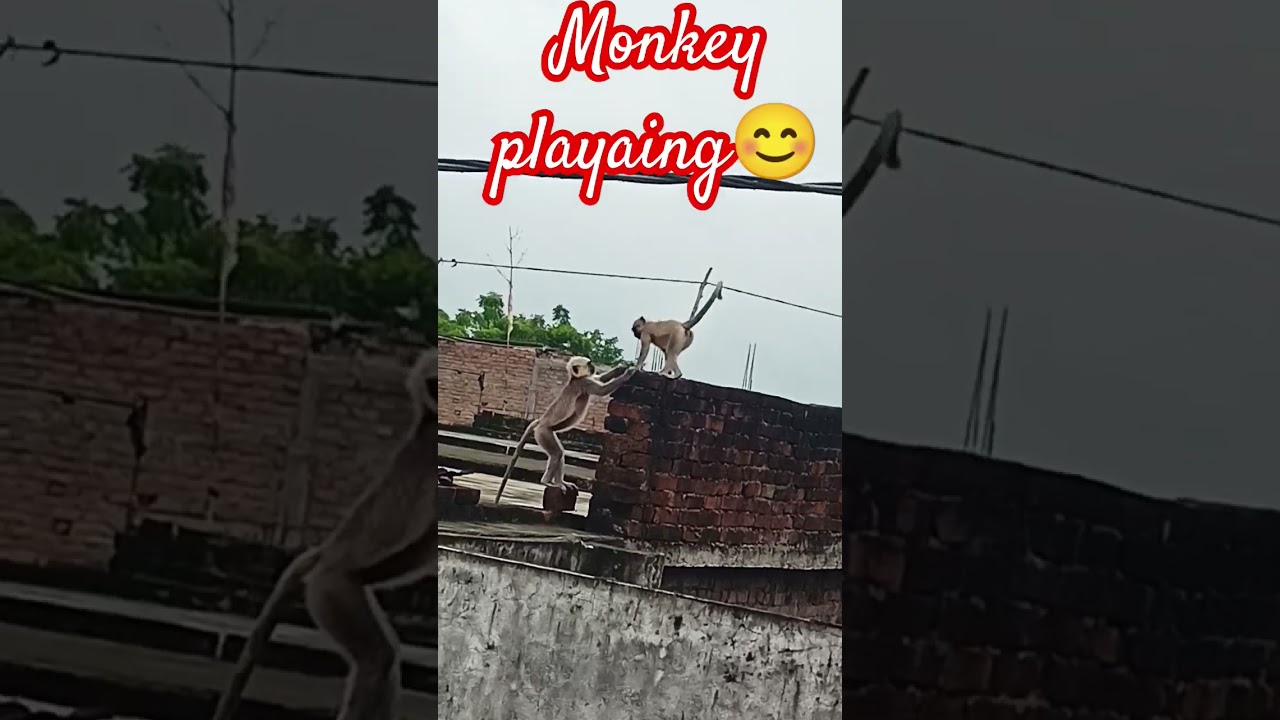 #monkey #monkeyplaying #monkeyplay #monkeyfight #streetmonkey #mukeshprajapati #mukesh #monkeys