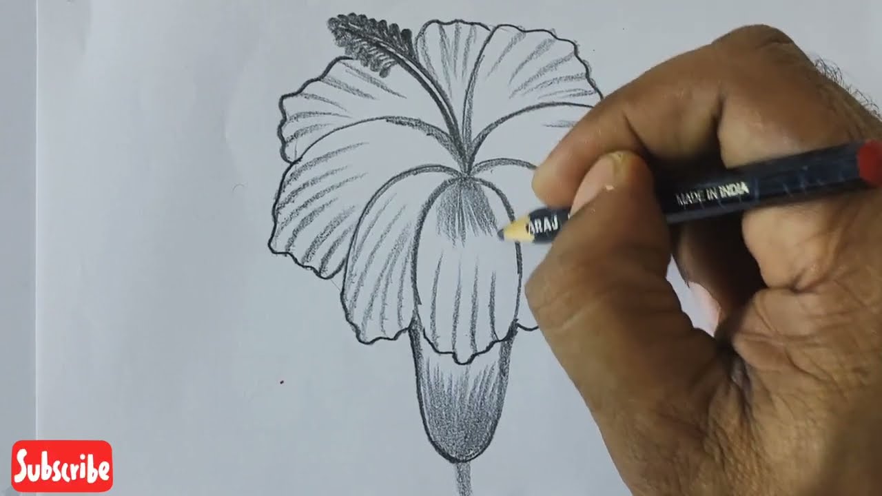 howtodraw juba flowers hibiscusus drawingeasy design pencil arts   flowersdrawing, 