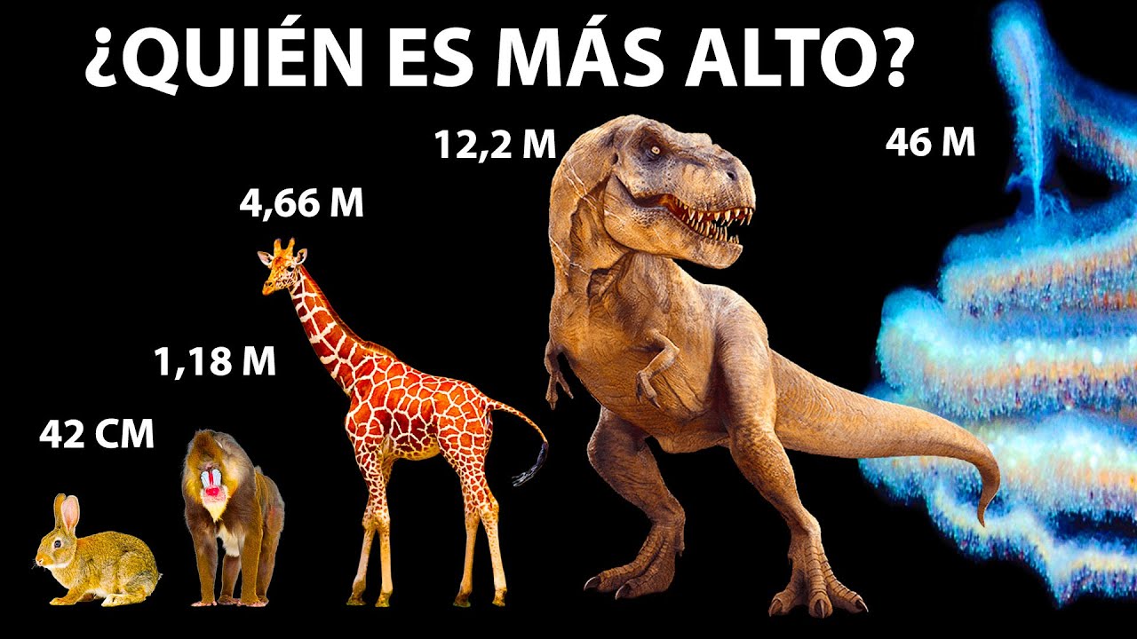 Comparación del tamaño de los animales (¡las ballenas no son las más grandes!)