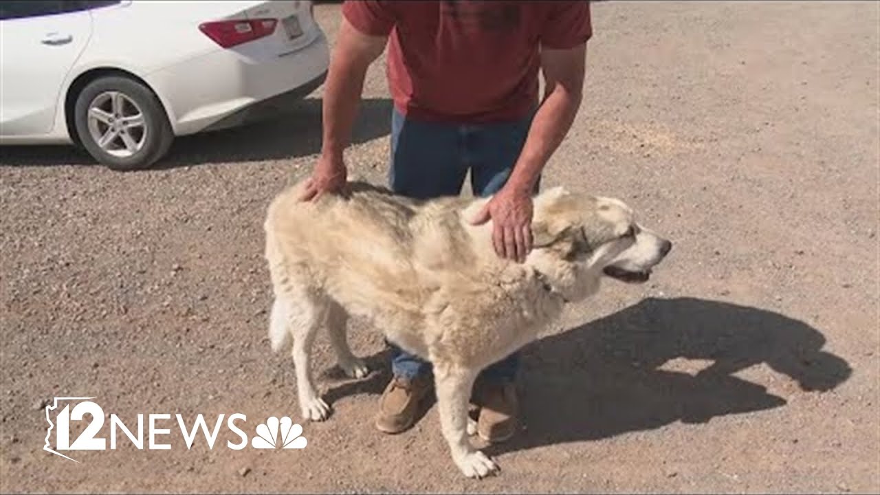 Dog leads 2-year-old missing boy to safety after 7-mile journey