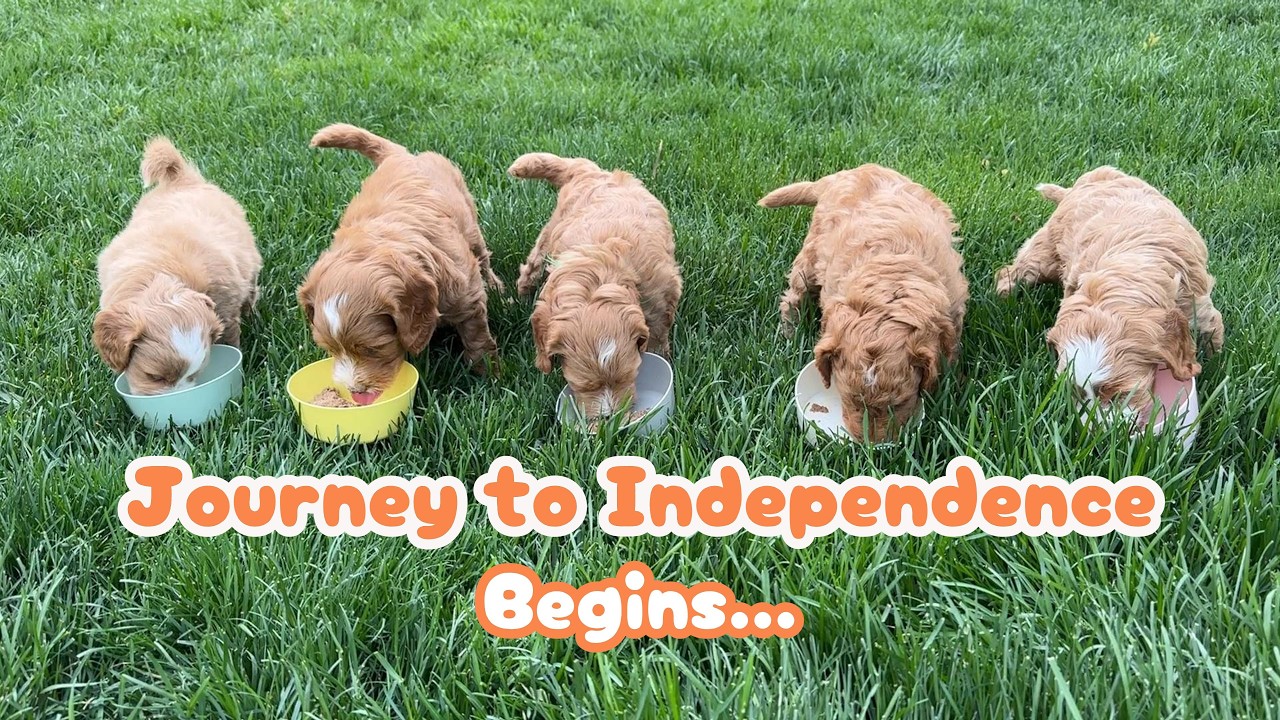 From milk to meals and mommy cuddles to sleeping on their own - these little pups are growing up...